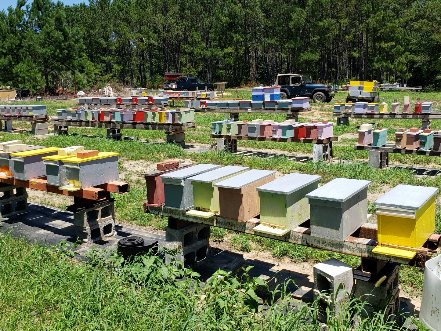 Reserve Your Spring 2024 Hygienic Nucs - Chilton bee company