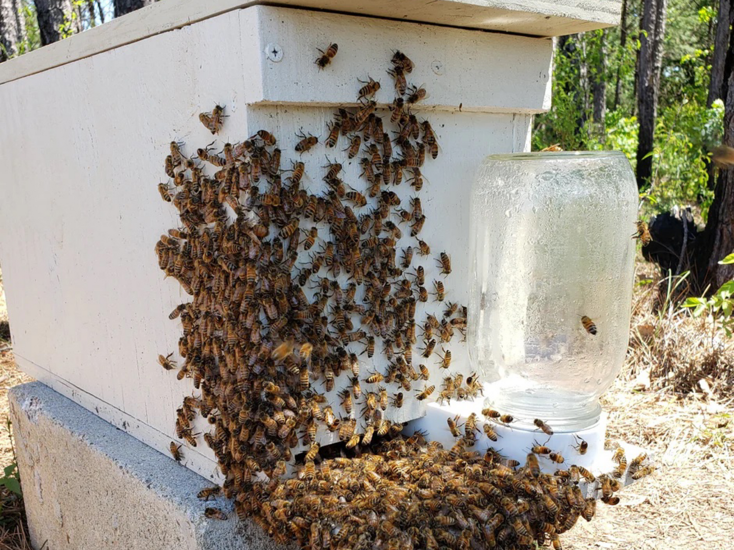 Reserve Your Spring 2024 Hygienic Nucs - Chilton bee company