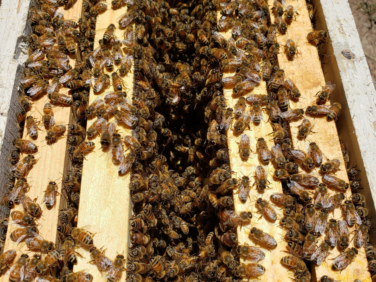 Hygienic Nucs - Chilton Bee Company