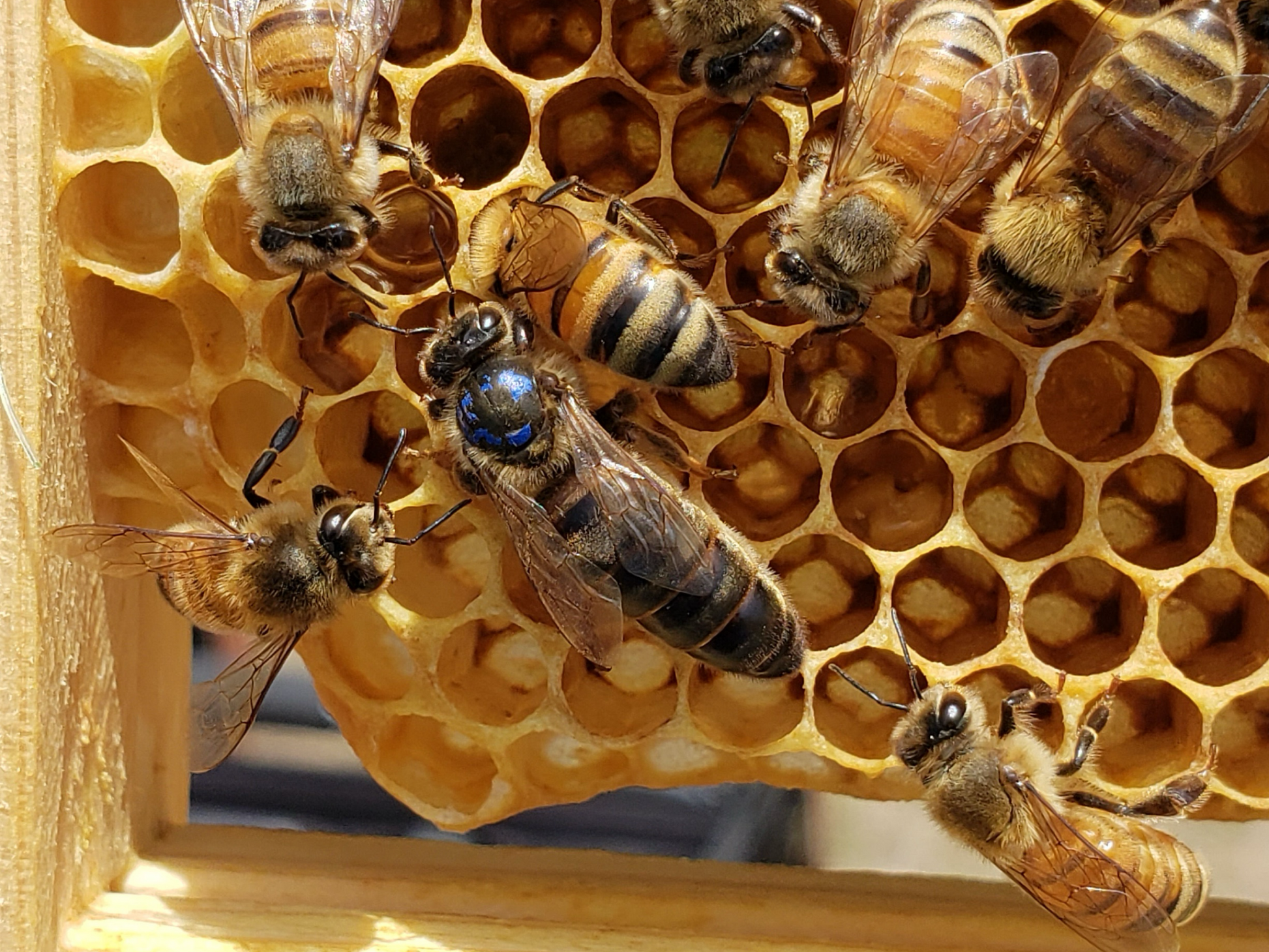 Treatment-free mated queen bee from Chilton Bee Company