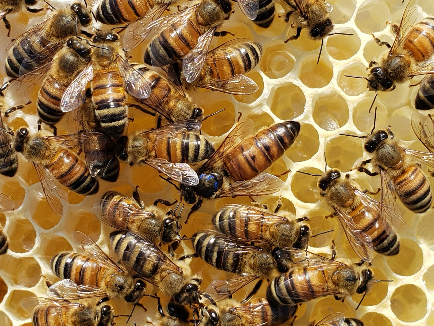 Treatment-free mated queen bee from Chilton Bee Company