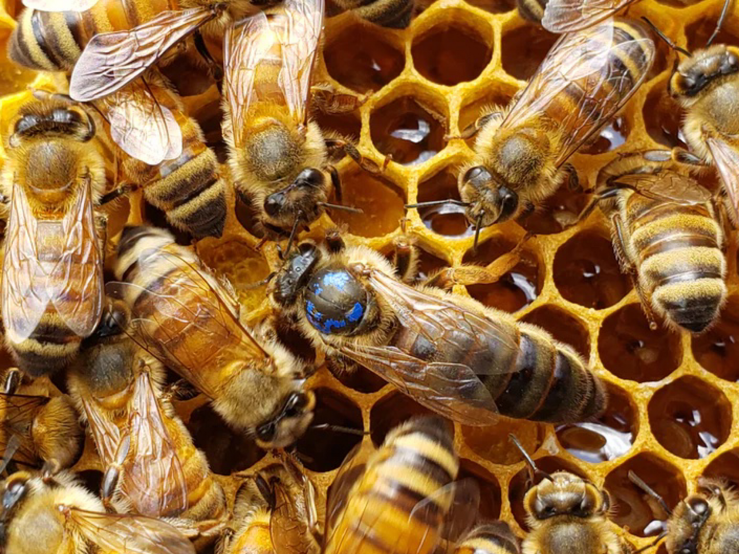 Treatment-free mated queen bee from Chilton Bee Company