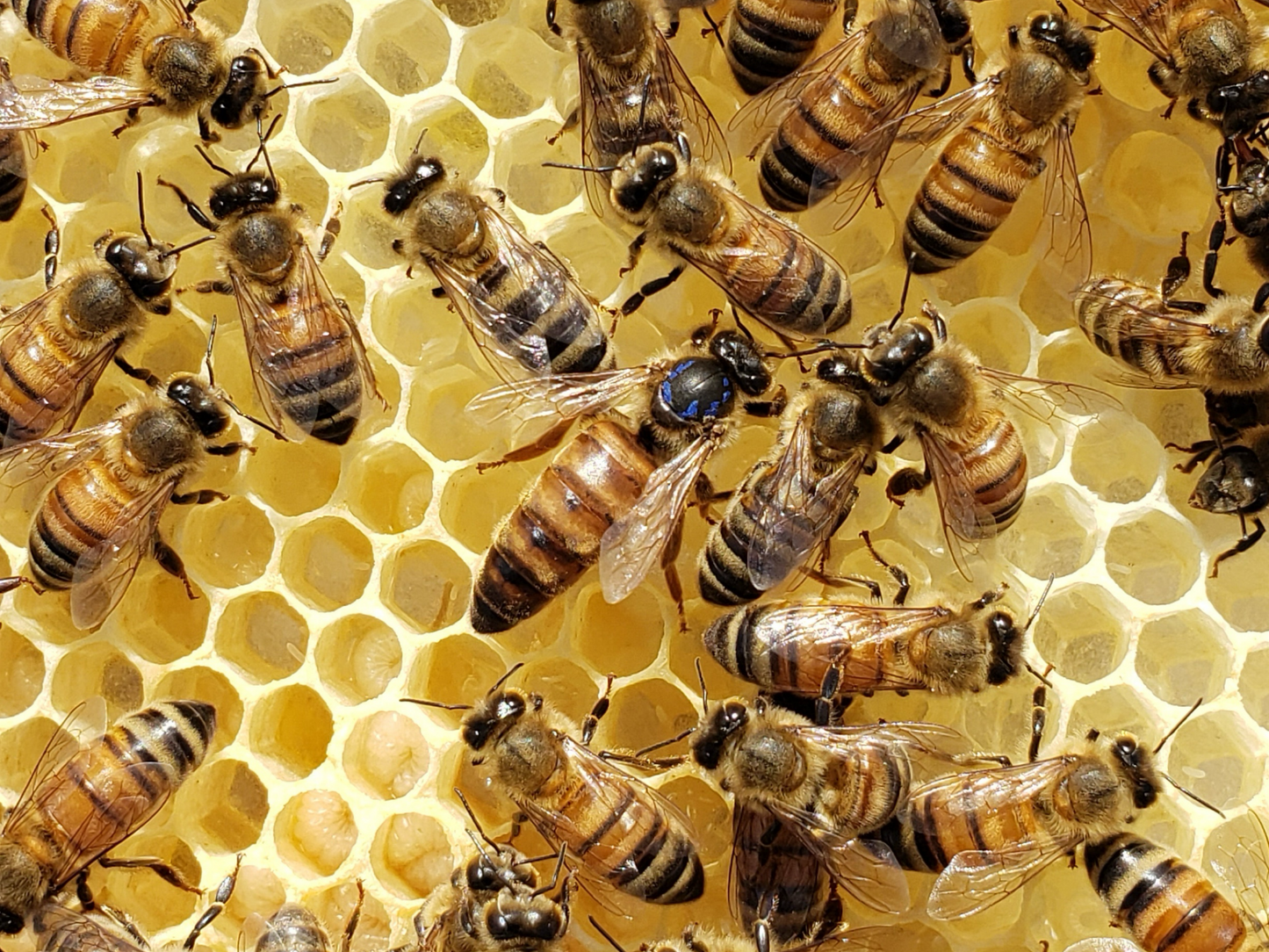 Treatment-free mated queen bee from Chilton Bee Company