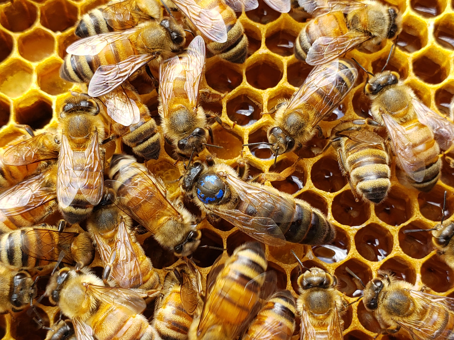 Queen Bees - Mated, Virgin & Queen Cells