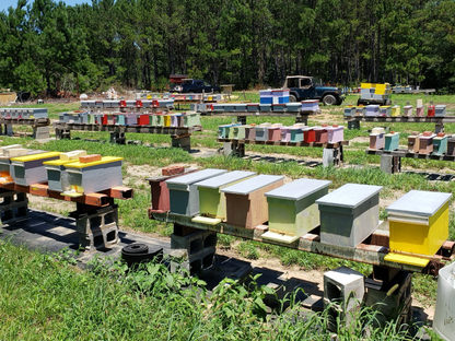 Reserve Your Spring 2024 Hygienic Nucs - Chilton bee company