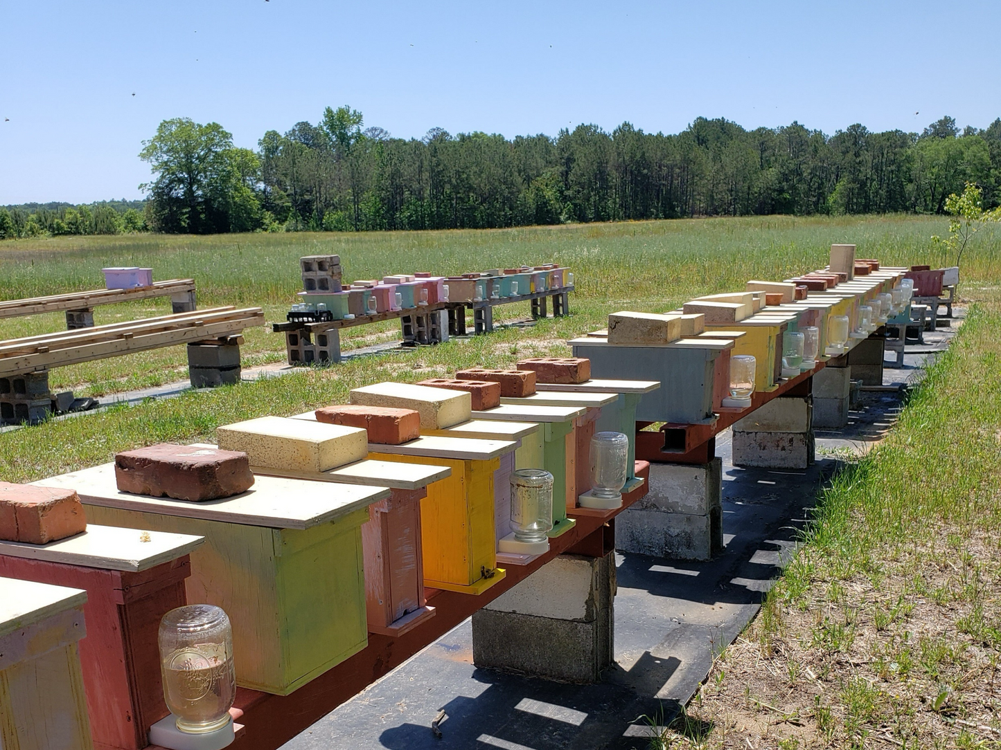 Reserve Your Spring 2024 Hygienic Nucs - Chilton bee company