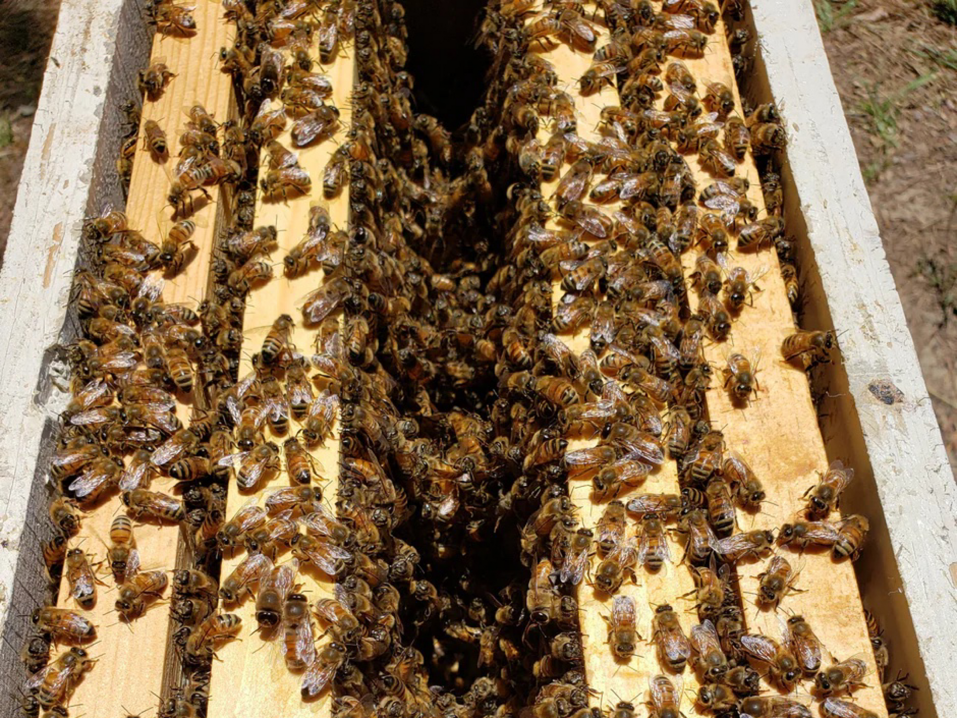 Reserve Your Spring 2024 Hygienic Nucs - Chilton bee company