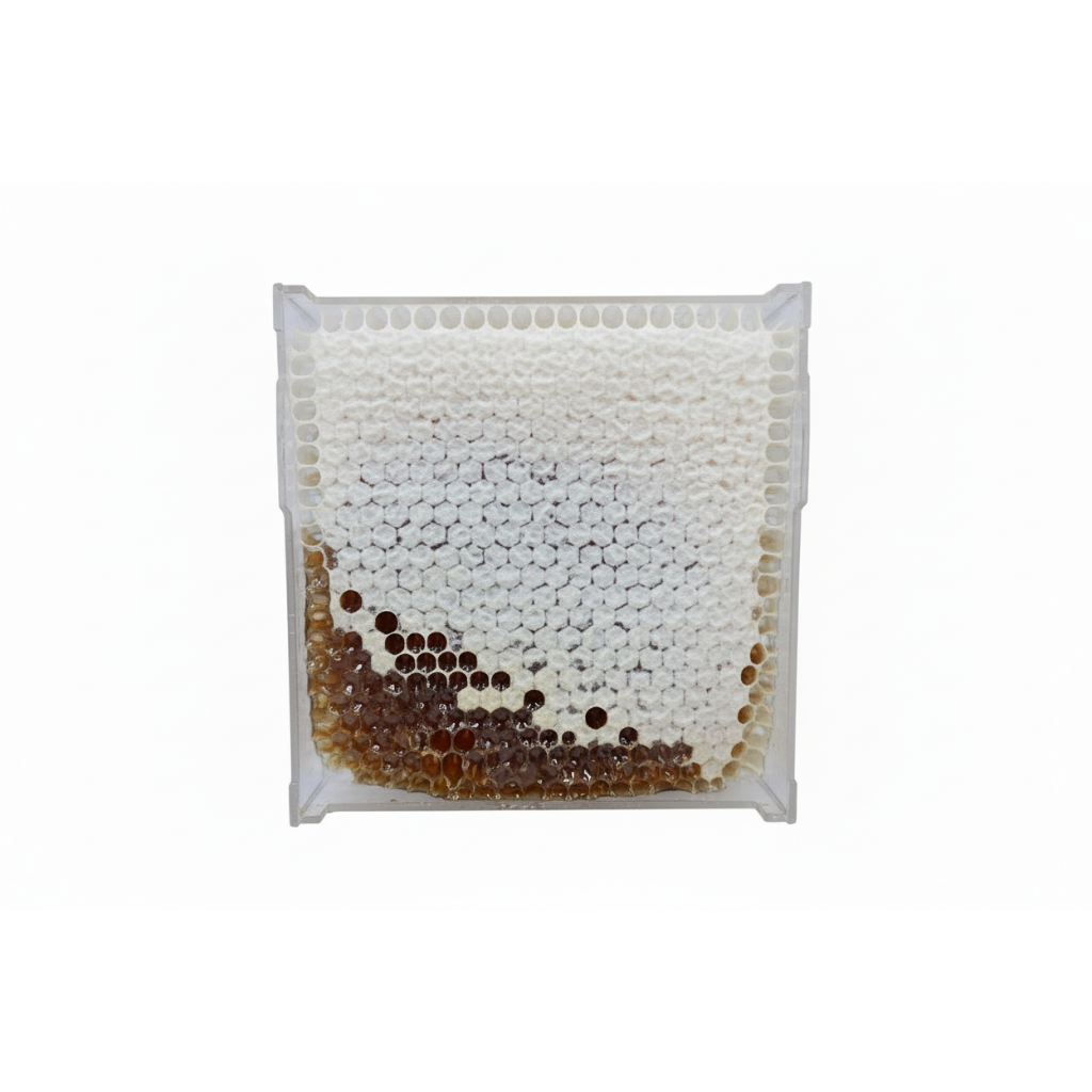 Raw honeycomb comb honey in clear container with natural white beeswax cappings from Alabama