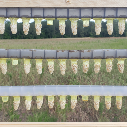 Focuses on treatment-free genetics and beekeeping use